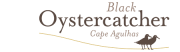 Black Oystercatcher