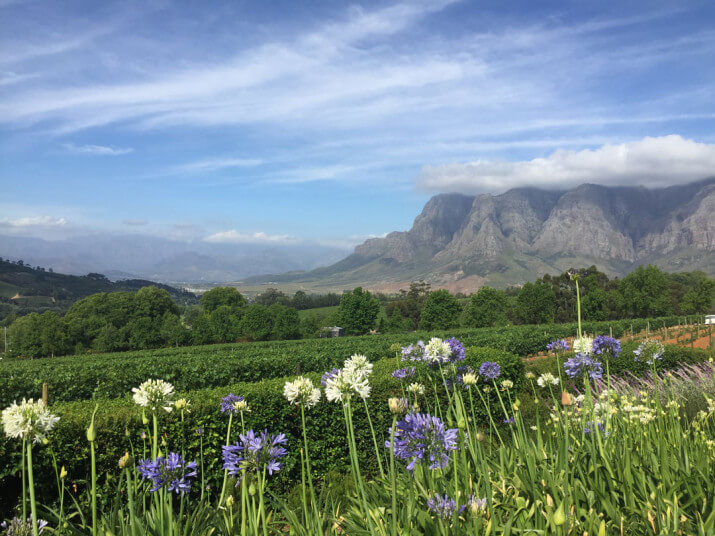 Bizoe Wines Bizoe Wines