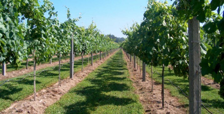 Quinta da Pousada Quinta da Pousada