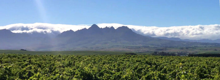 Carinus Family Vineyards Carinus Family Vineyards
