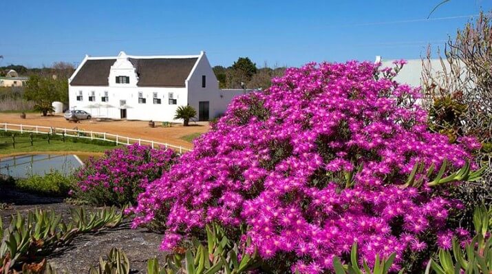 Groote Post Vineyards Groote Post Vineyards