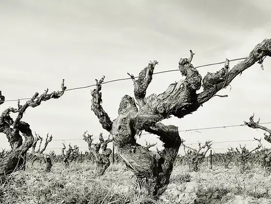 Blackwater Wine Blackwater Wine
