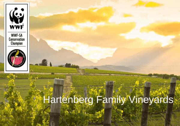 conservation-champion-hartenberg-family-vineyards_158578