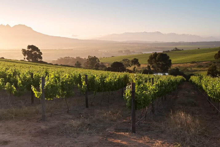 Boschkloof Wines
