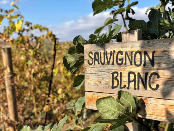 Sauvignon-Blanc